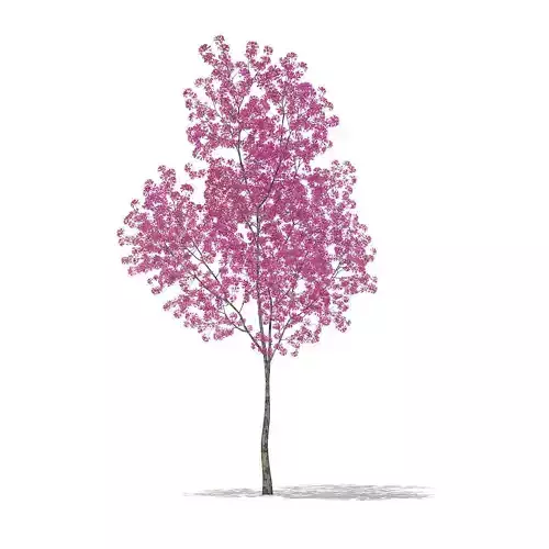 Red Lapacho Tabebuia impetiginosa 2m 2