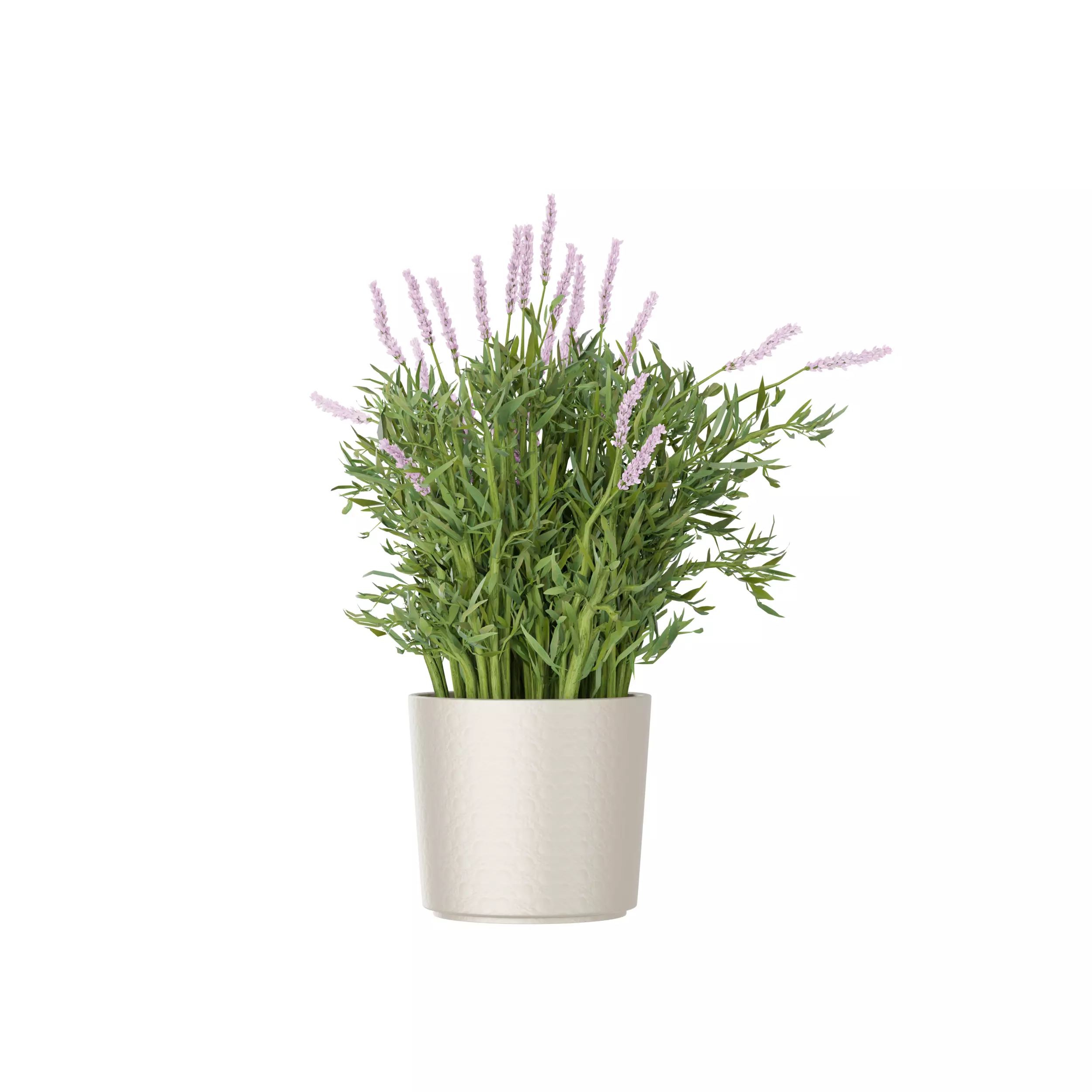 Lavandula Plant Low-poly 3D model
