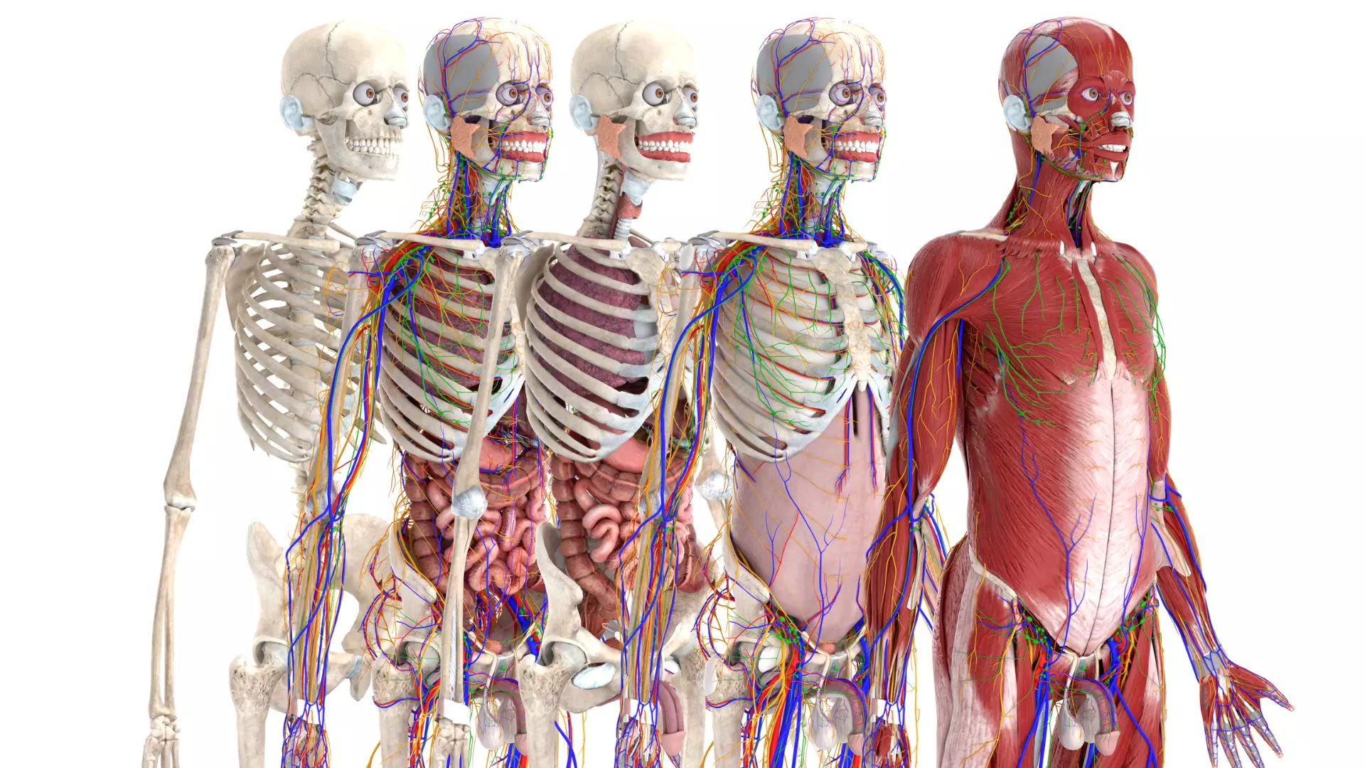 Complete Male Anatomy System 3D model