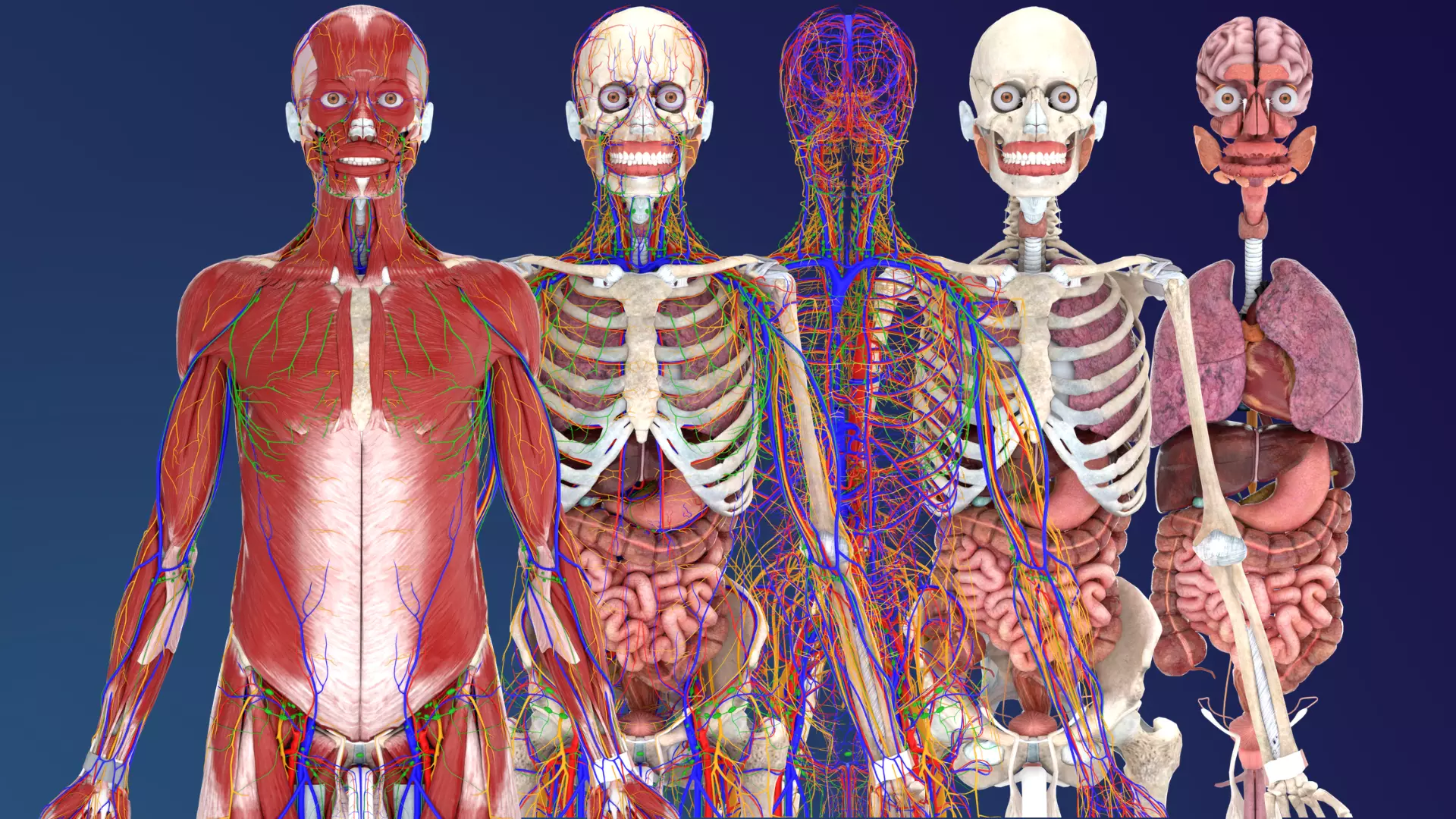 Complete Male Anatomy 3D model