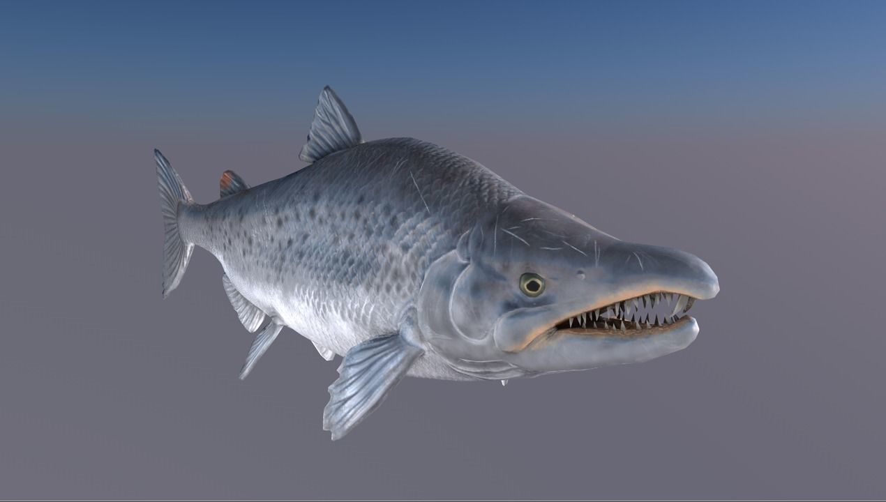 Salmon Model With A Rig 3D model