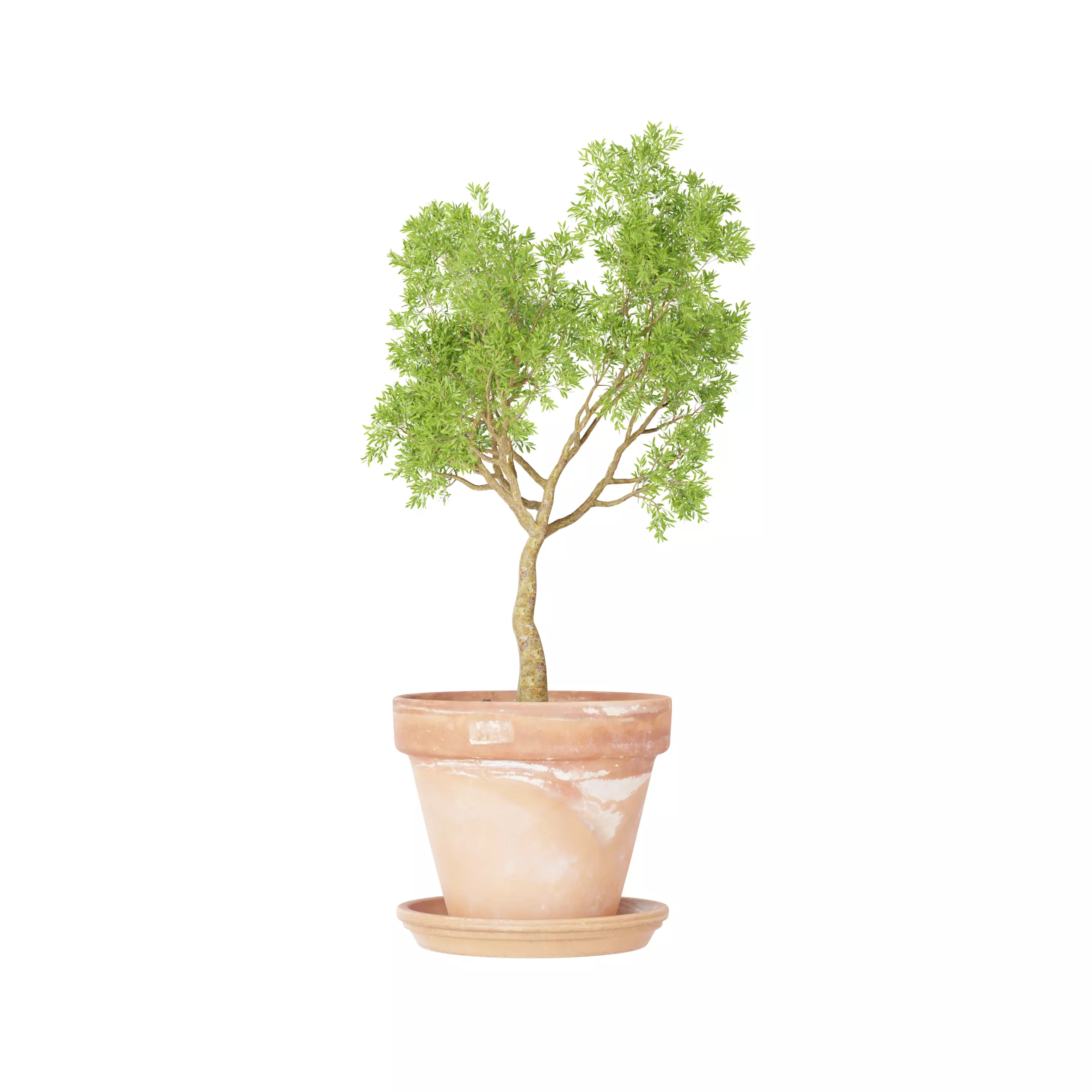 Oak Tree Low-poly 3D model