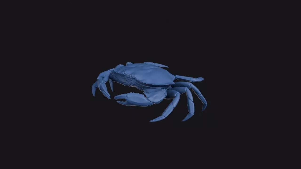 Dungeness Crab 3D print model