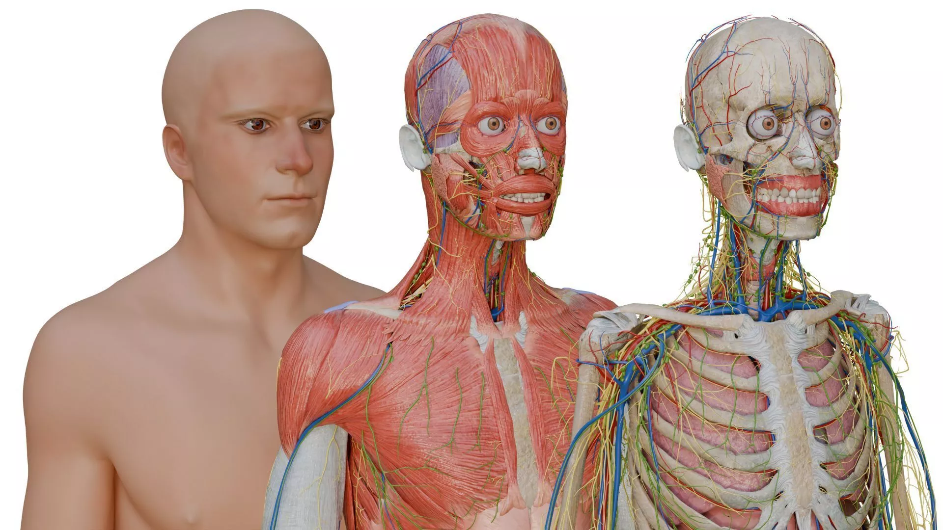 Male Human Anatomy 3D Model 3D model