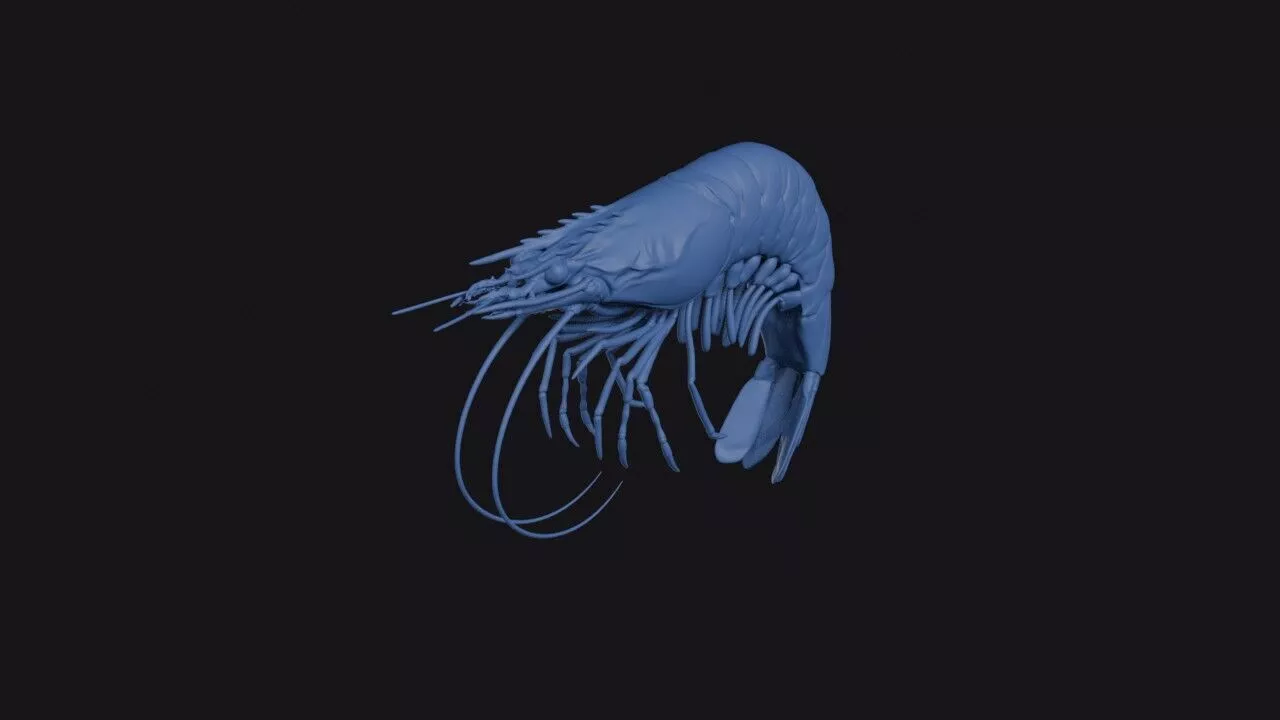 Chinese White Shrimp 3D print model