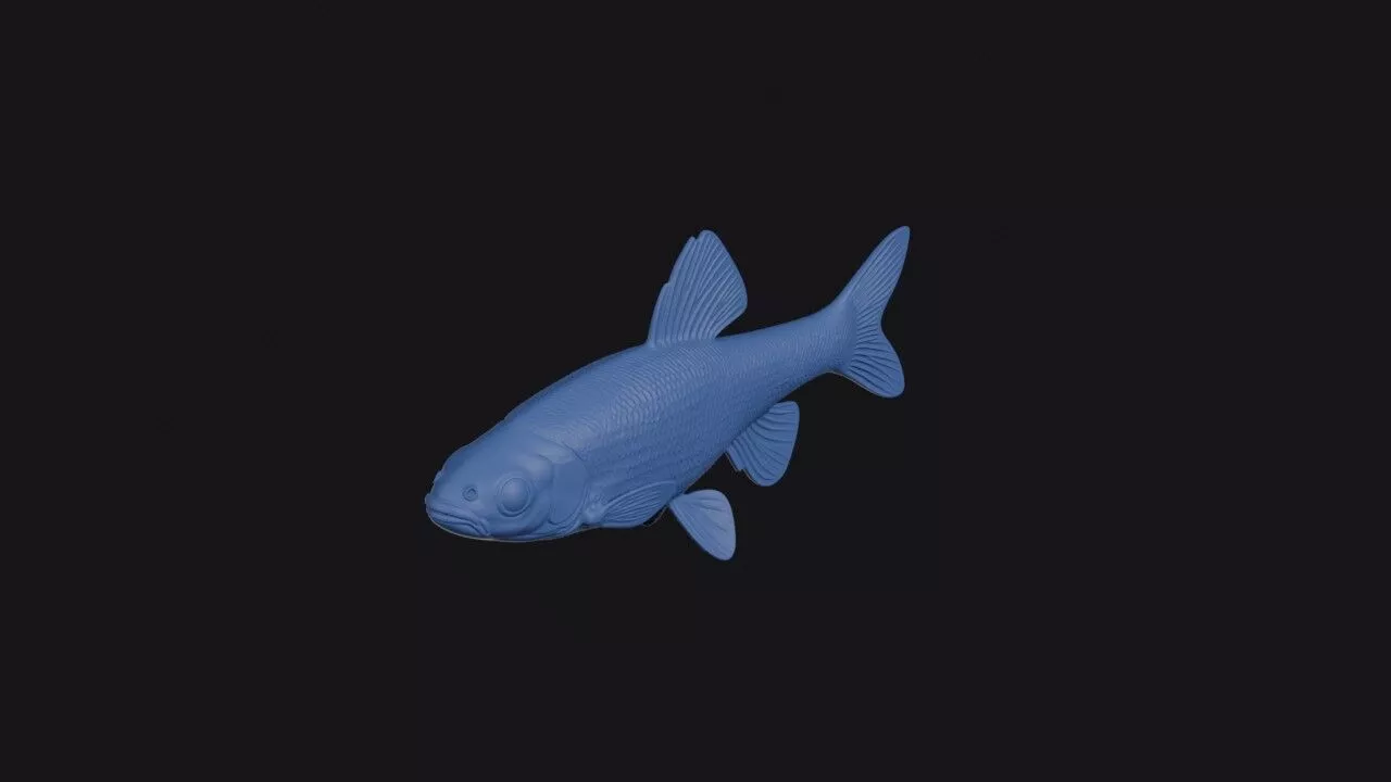 Bluenose Shiner 3D print model