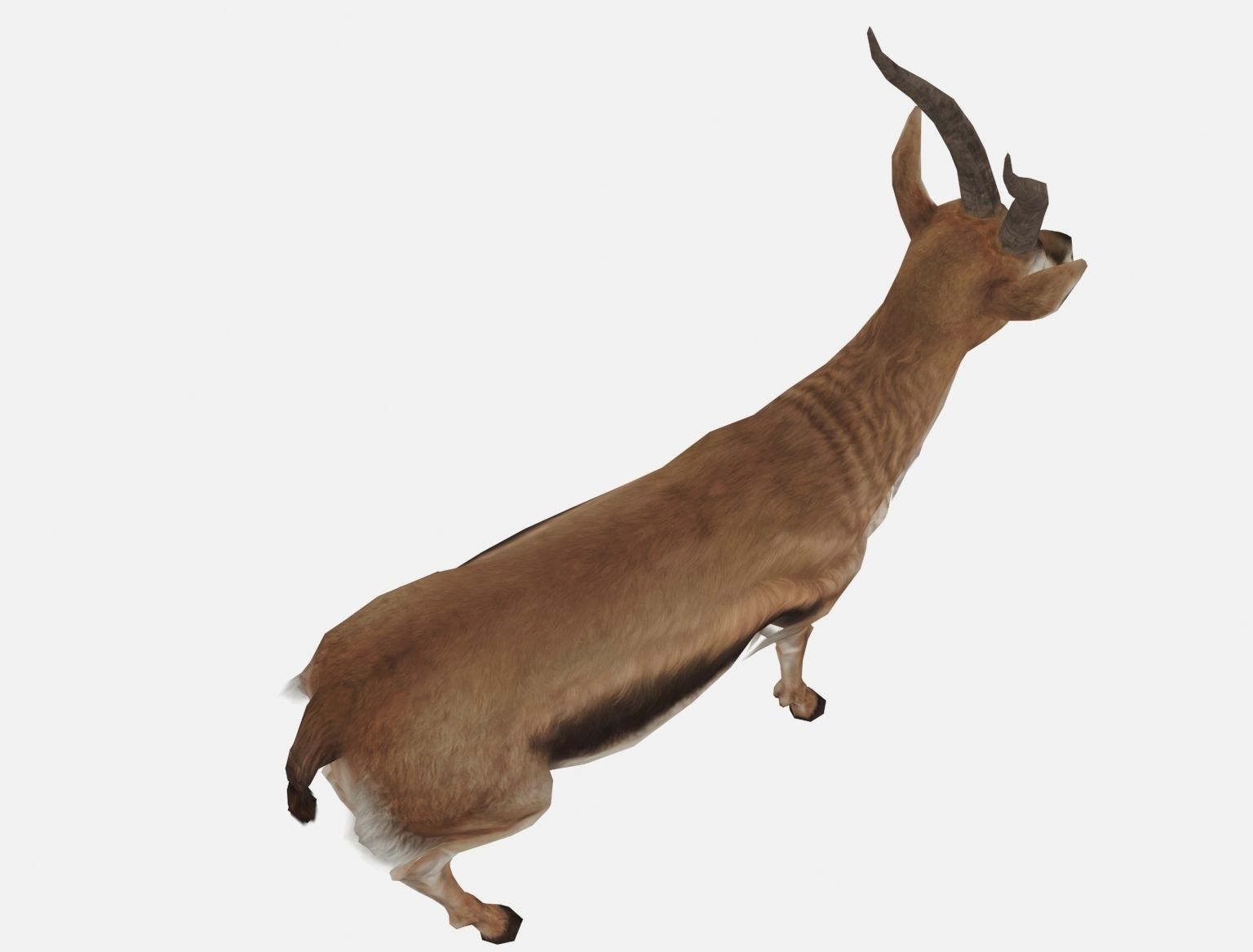 antelope goat caprine sheep lamb deer animation Low-poly 3D model_12