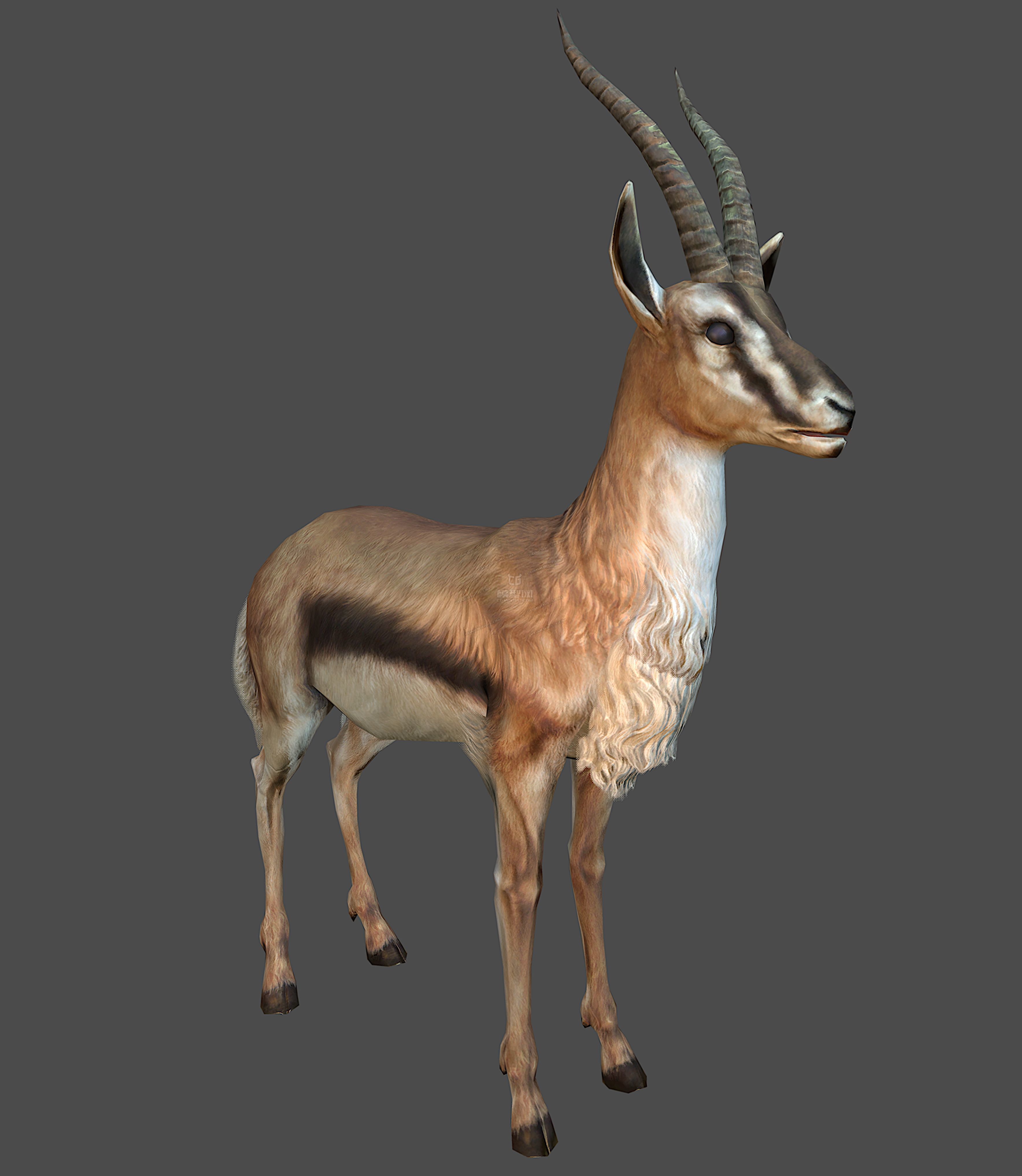 antelope goat caprine sheep lamb deer animation Low-poly 3D model_2