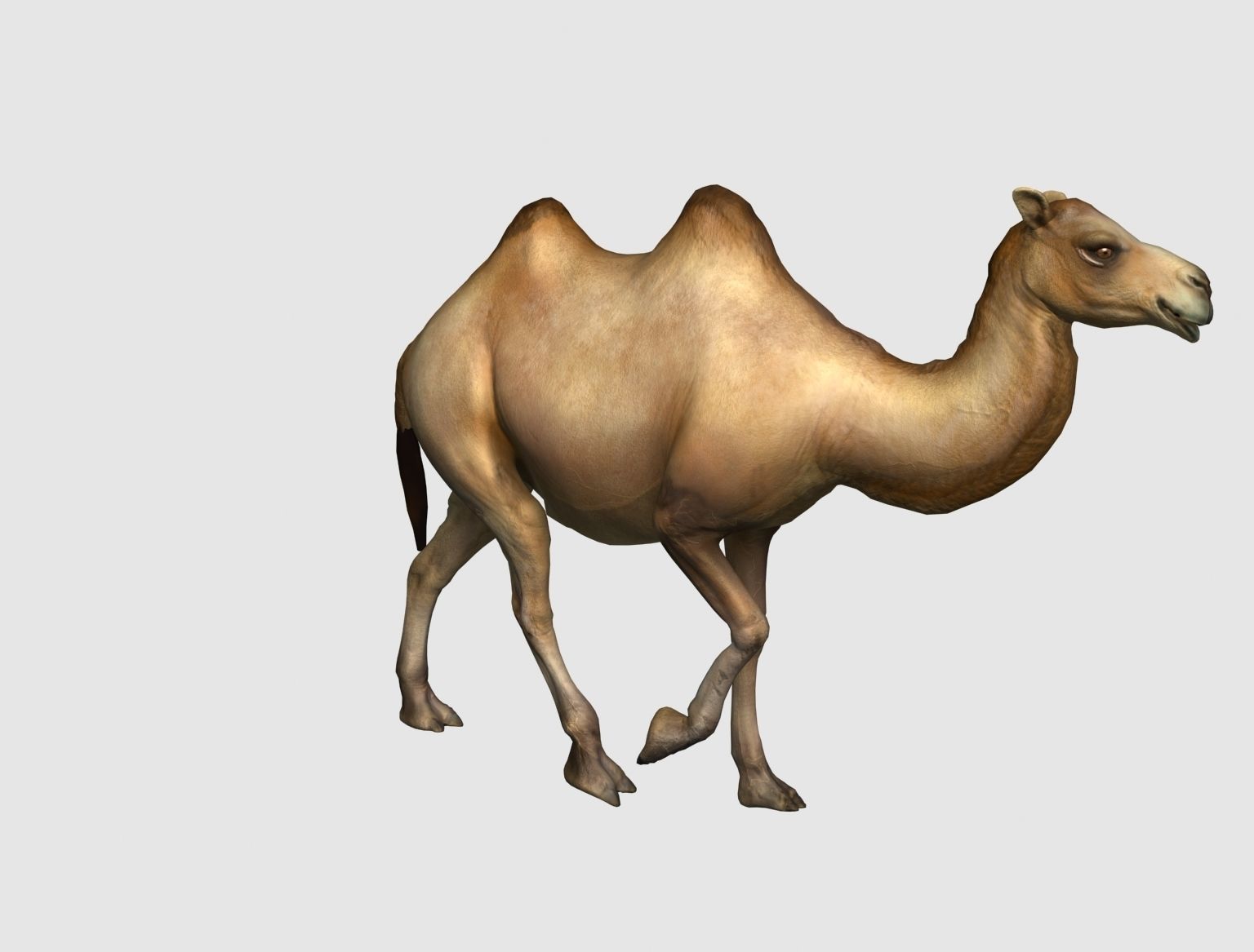 camel animation 3D model_8