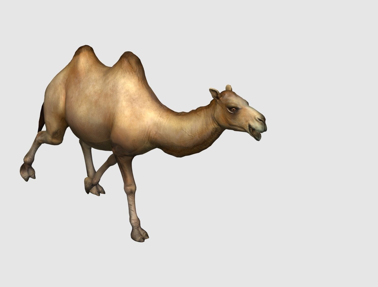 camel animation 3D model_5