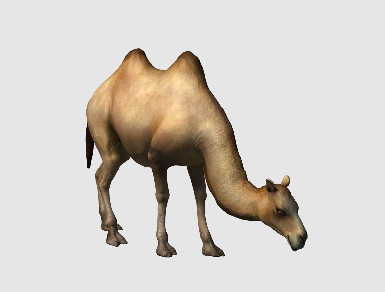 camel animation 3D model_3