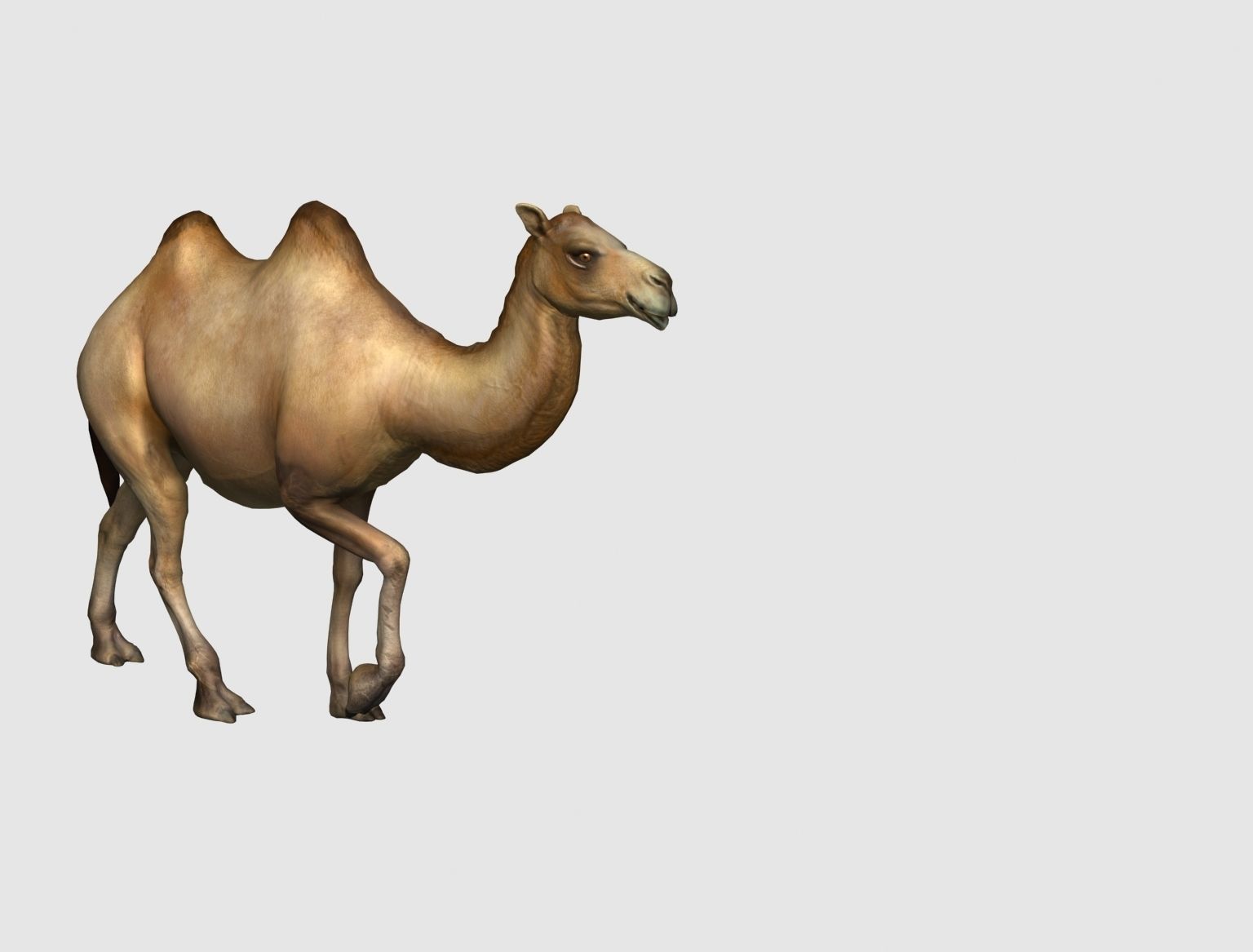 camel animation 3D model_6