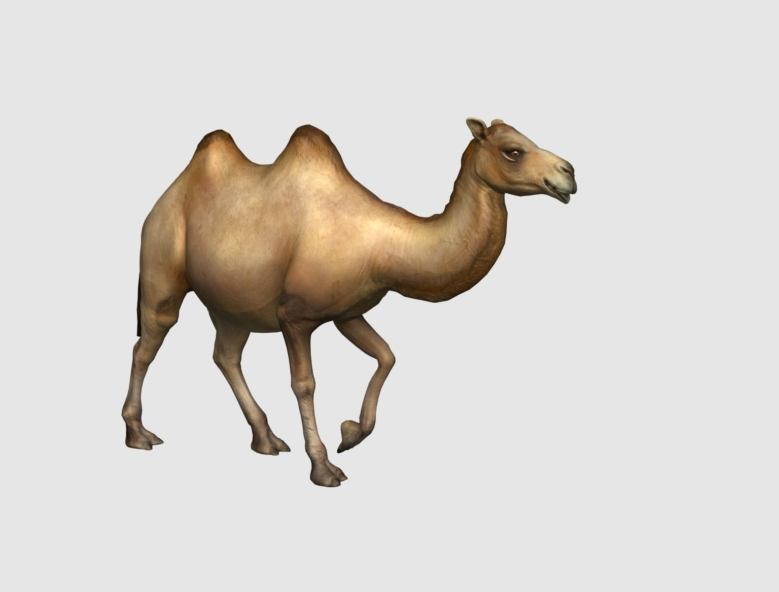 camel animation 3D model_7