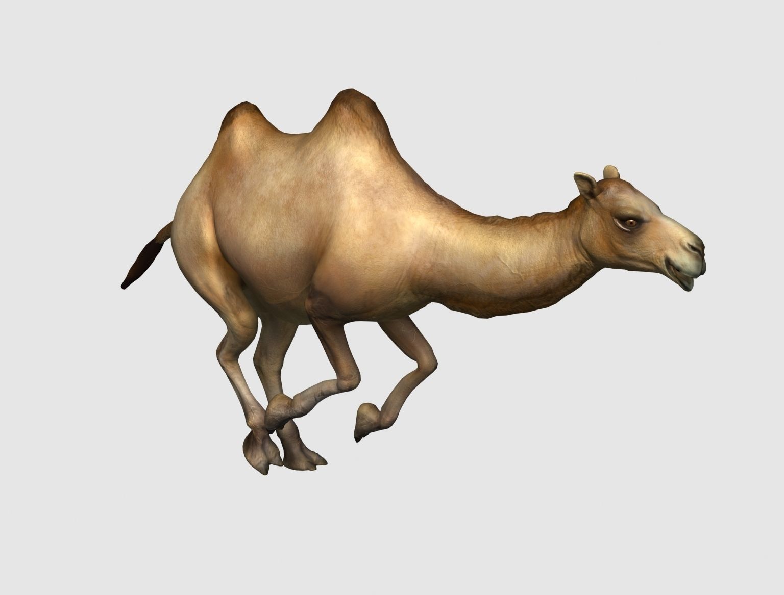 camel animation 3D model_4