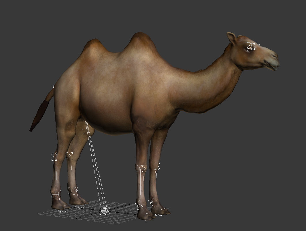 camel animation 3D model_11
