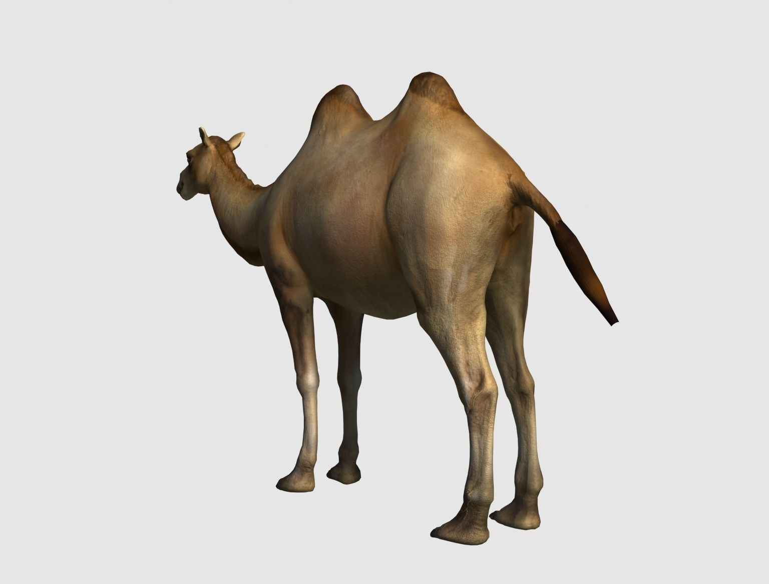camel animation 3D model_10
