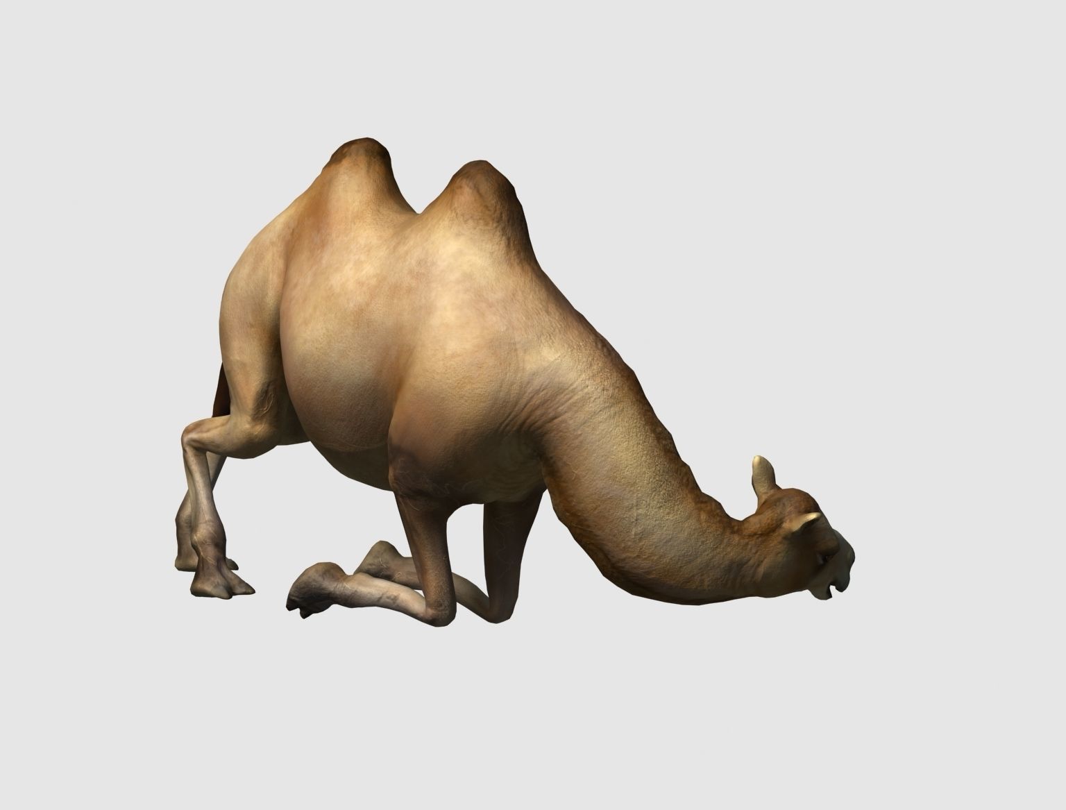 camel animation 3D model_9