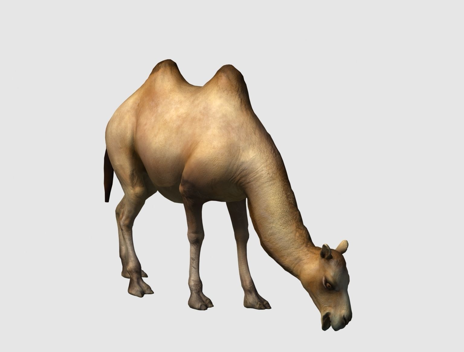 camel animation 3D model_2