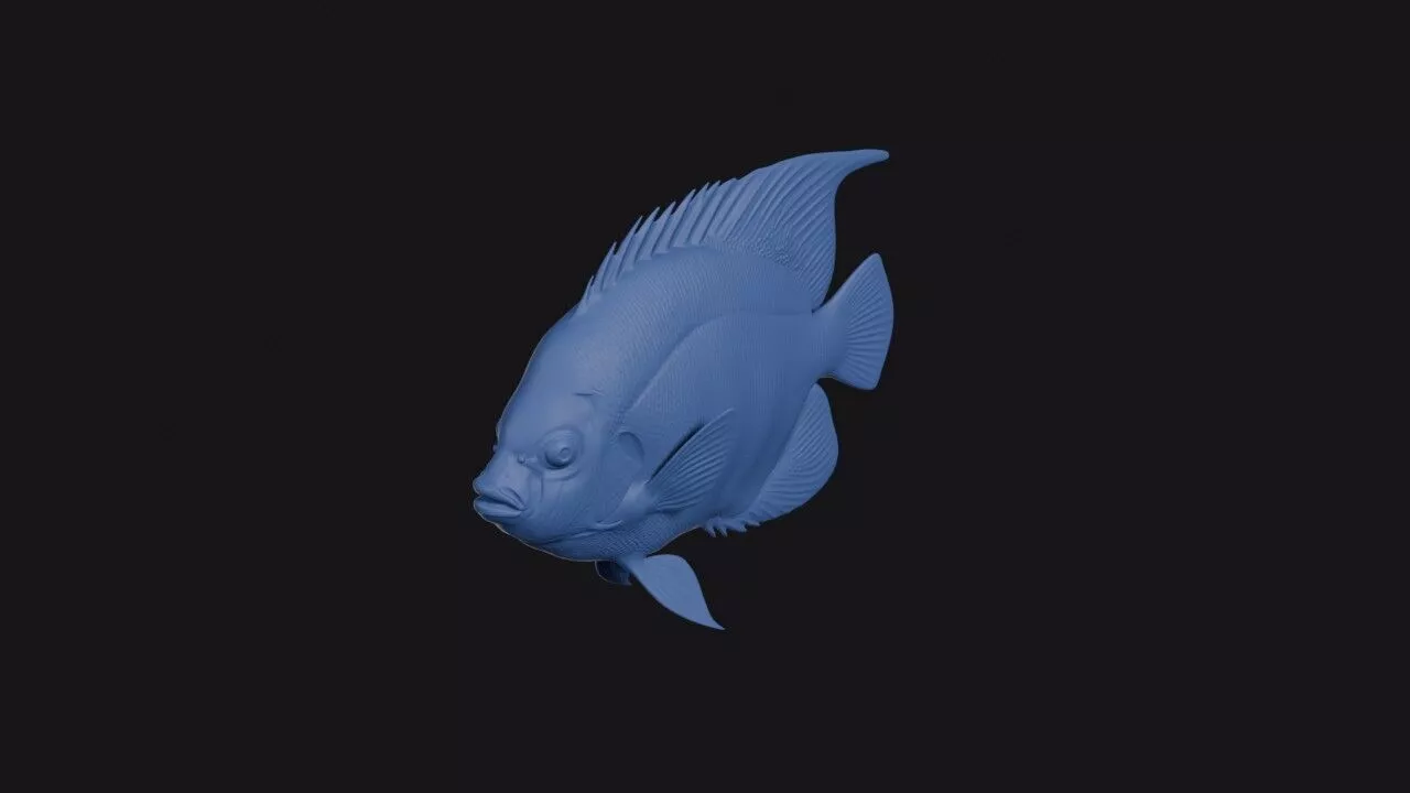 Banded Angelfish 3D print model