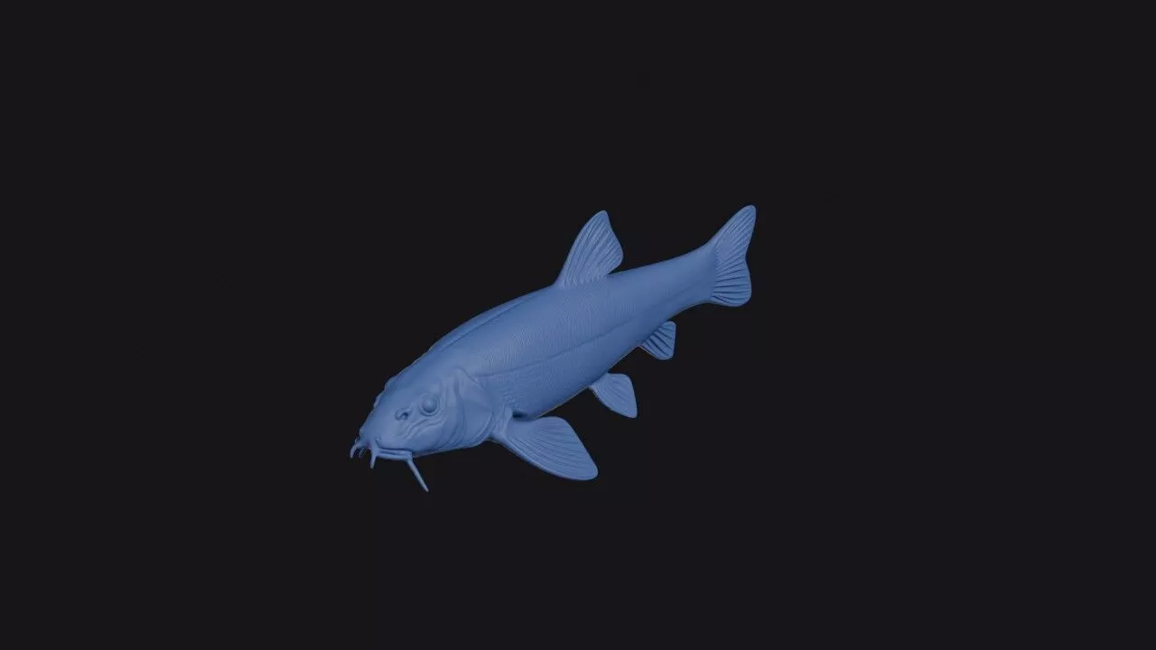 Angora Loach 3D print model
