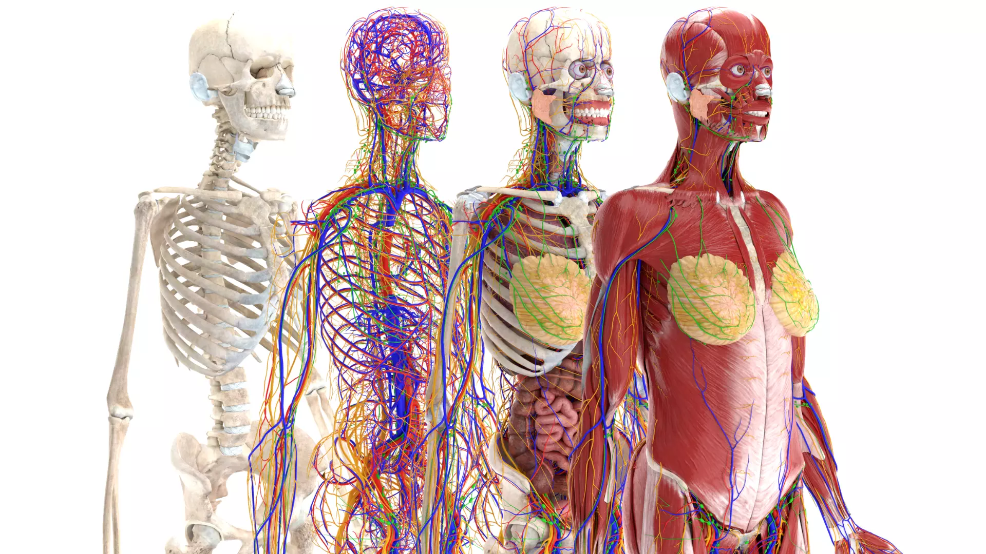 Complete Female Anatomy System 3D model