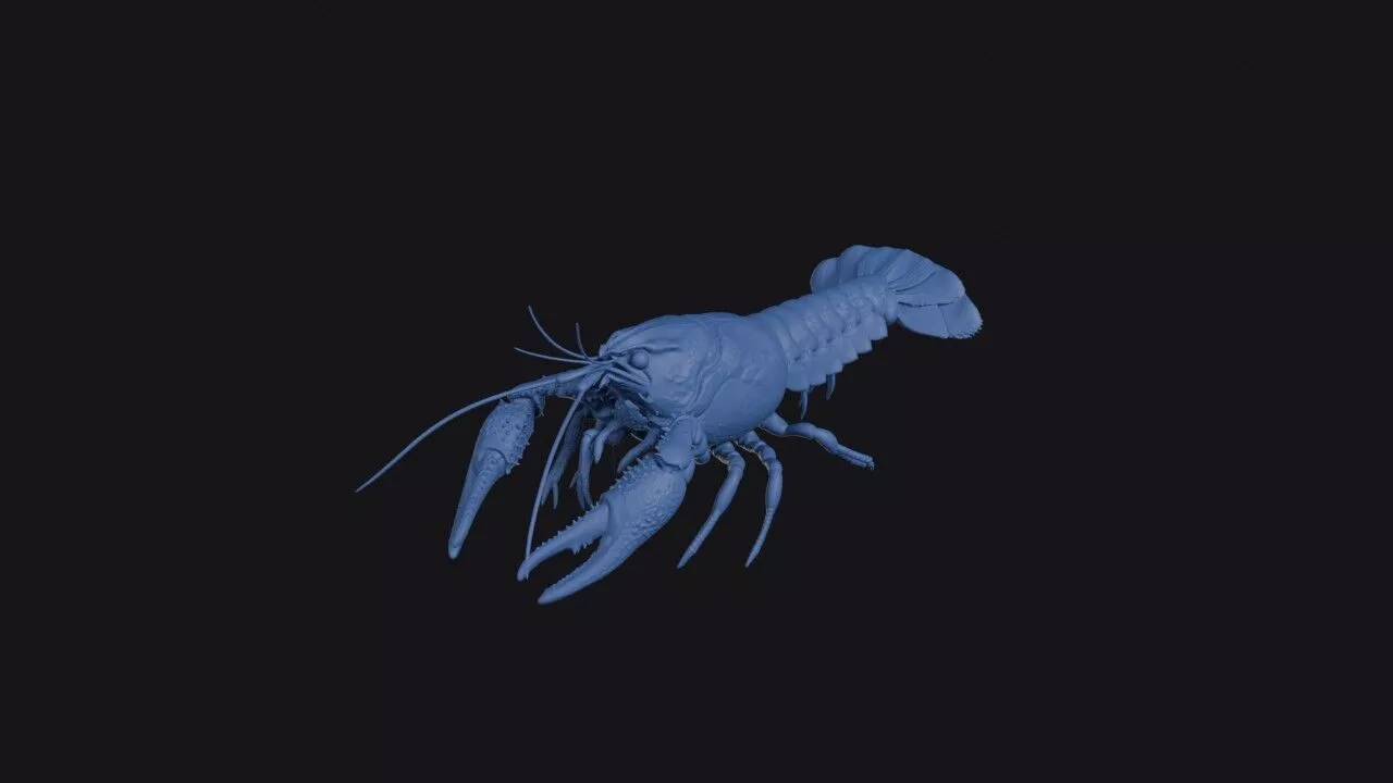 Marbled Crayfish 3D print model