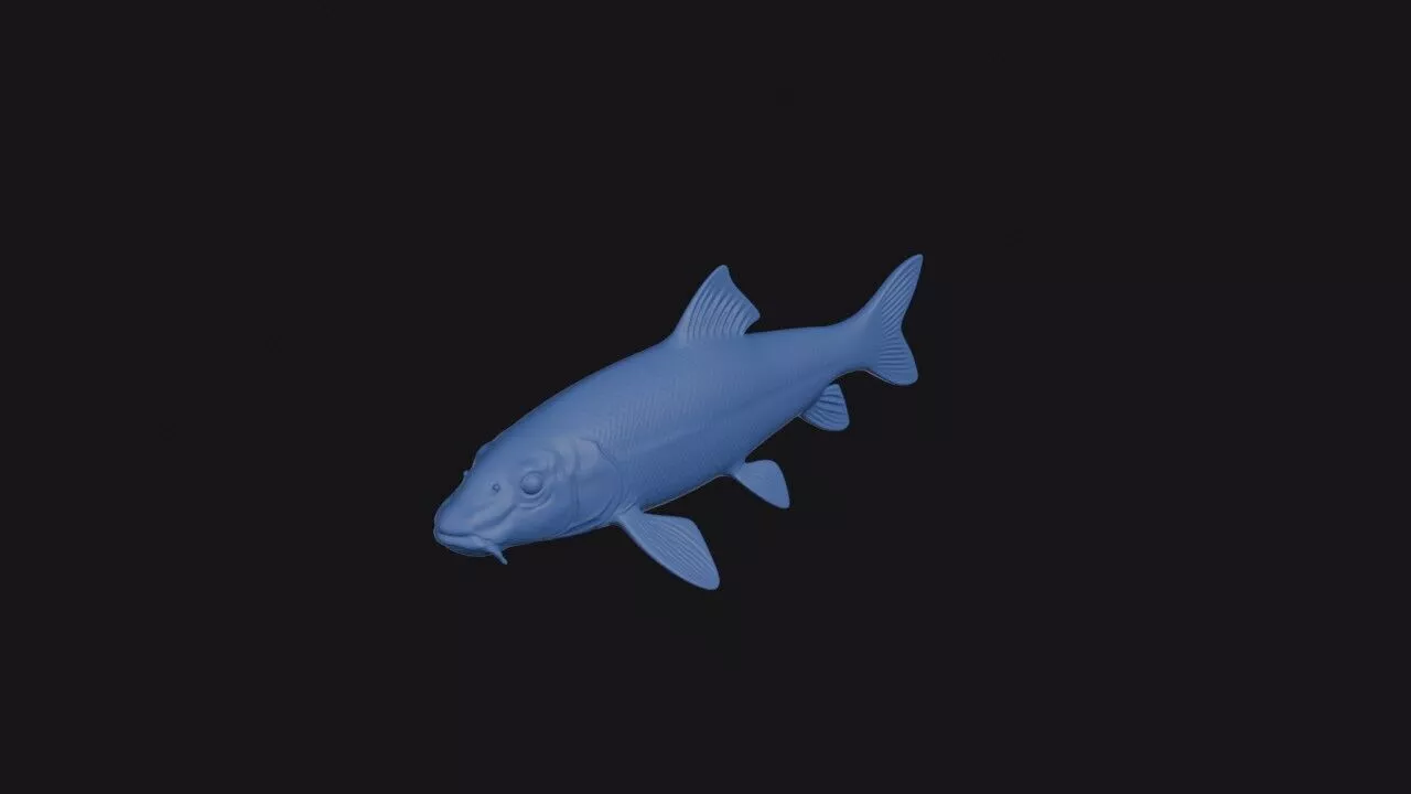 Longnose Sucker 3D print model