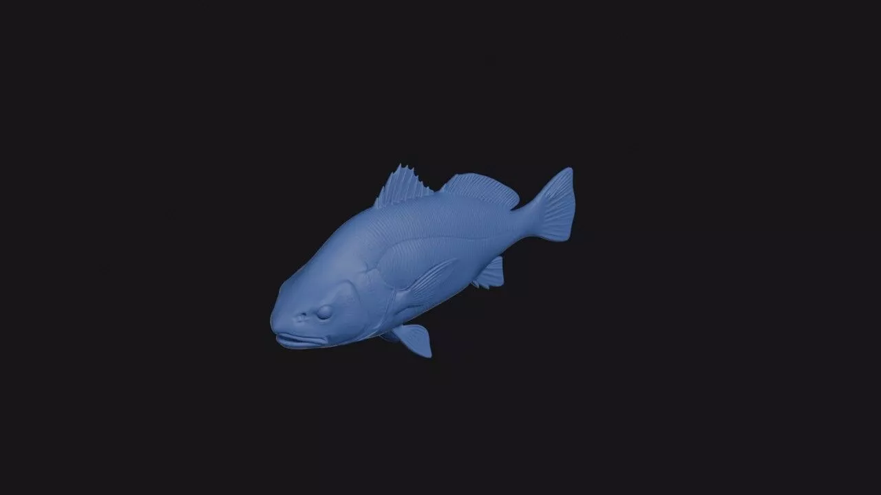 Freshwater Drum 3D print model