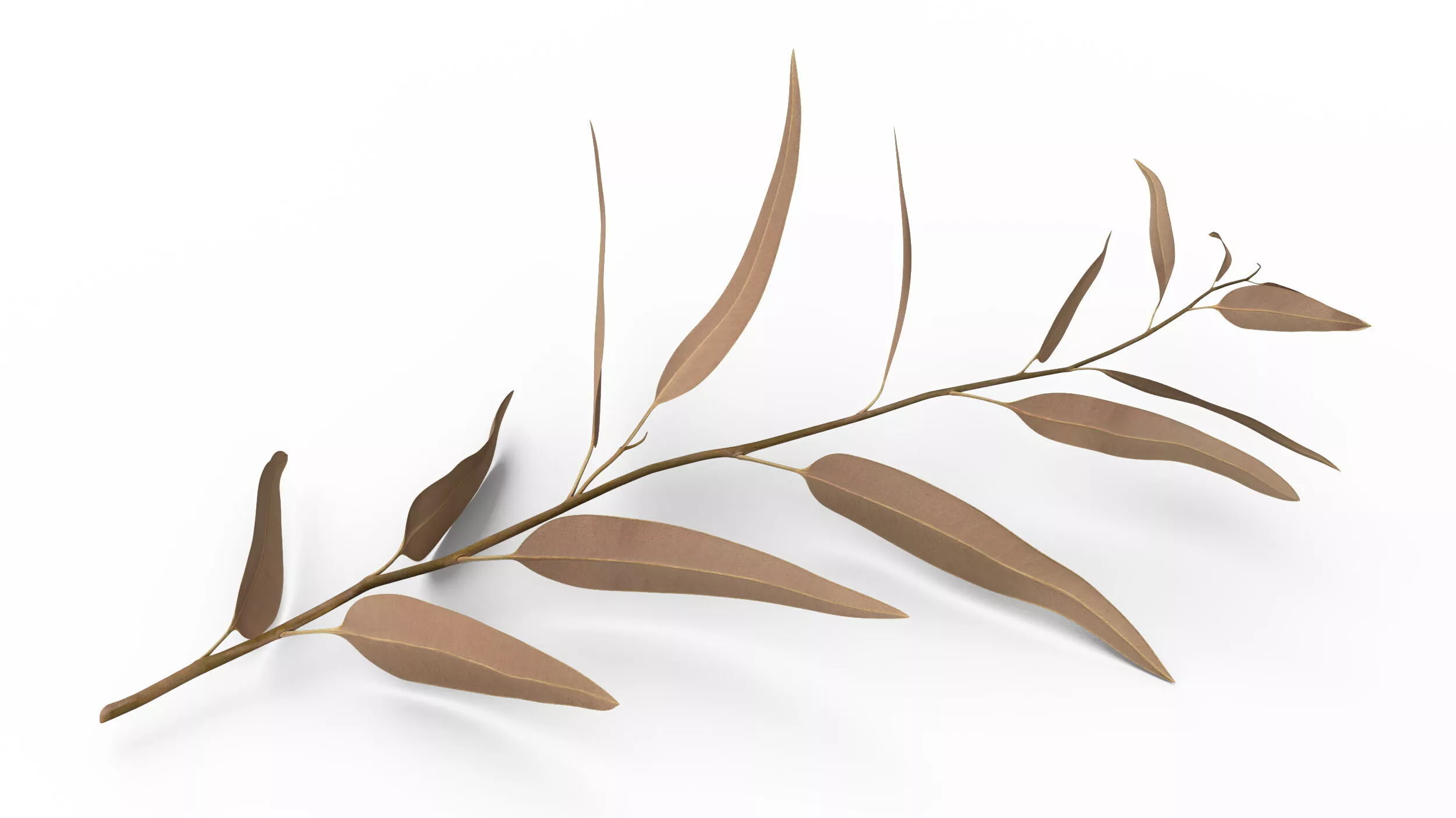 Dry Eucalyptus stem with Leaves 3D model