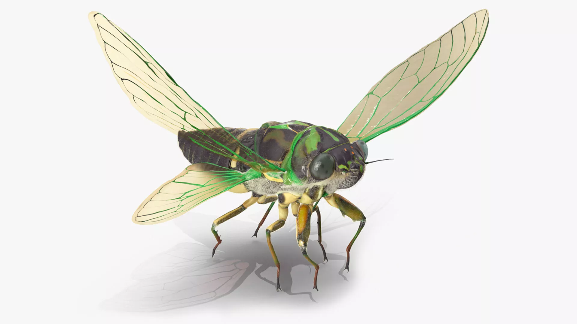 Cicada Pose Takeoff Fur 3D model