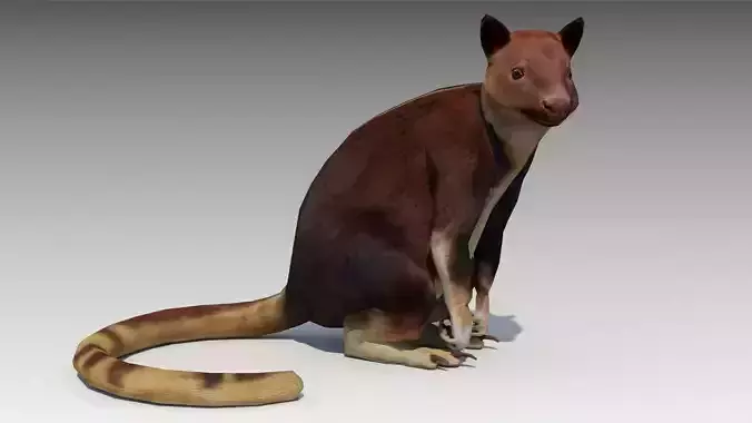 Tree-kangaroo australian kangaroo