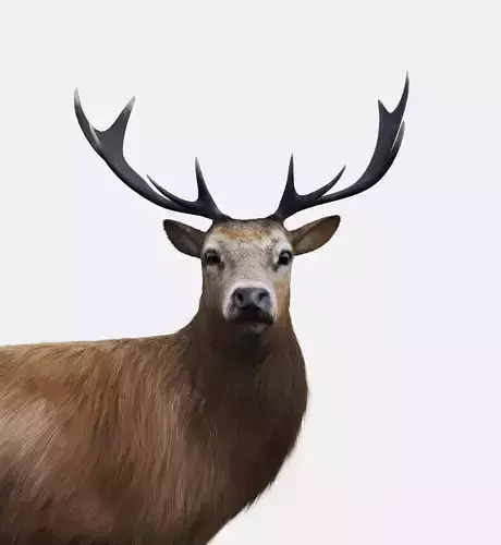 The Forest Deer Low-poly 3D model