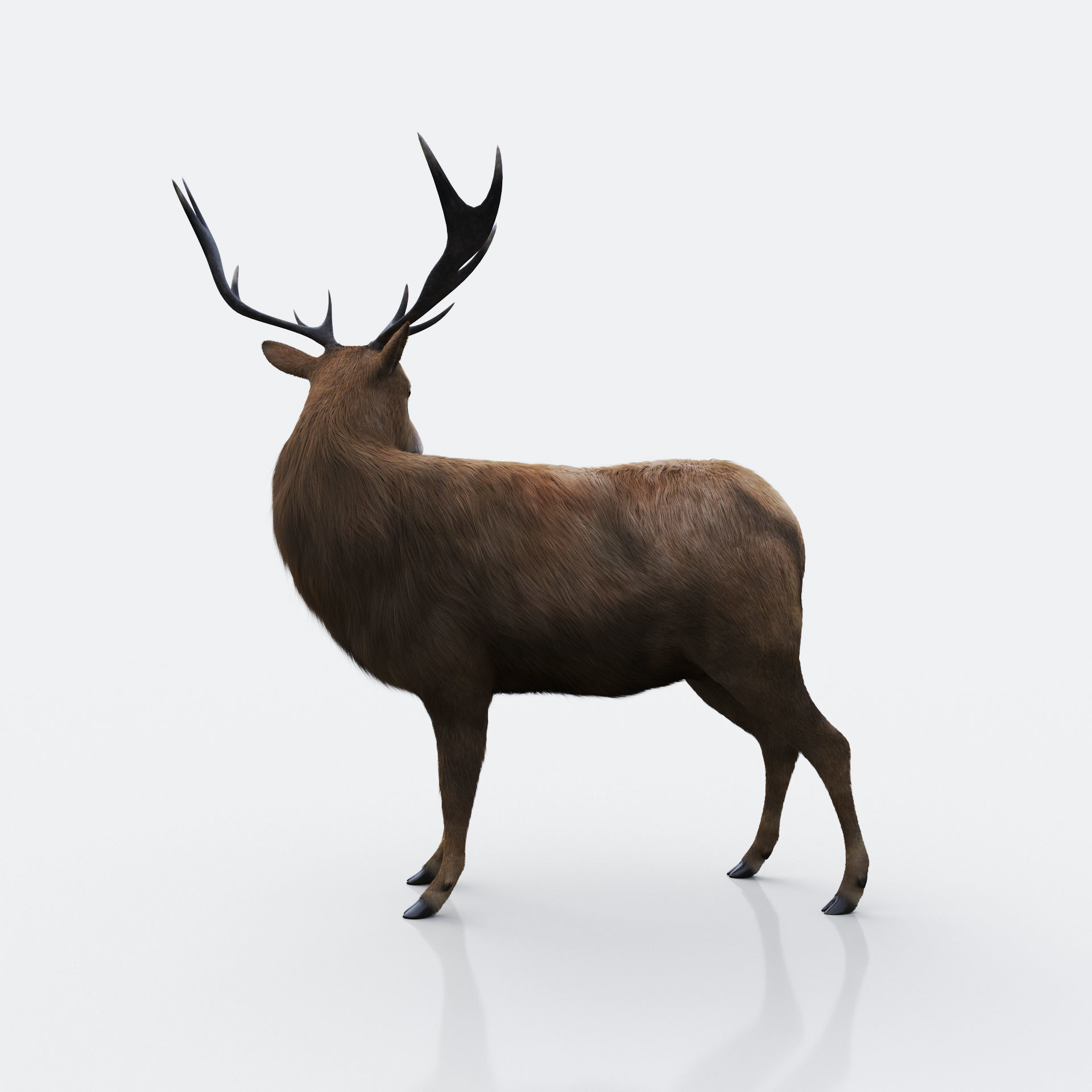 The Forest Deer Low-poly 3D model_4