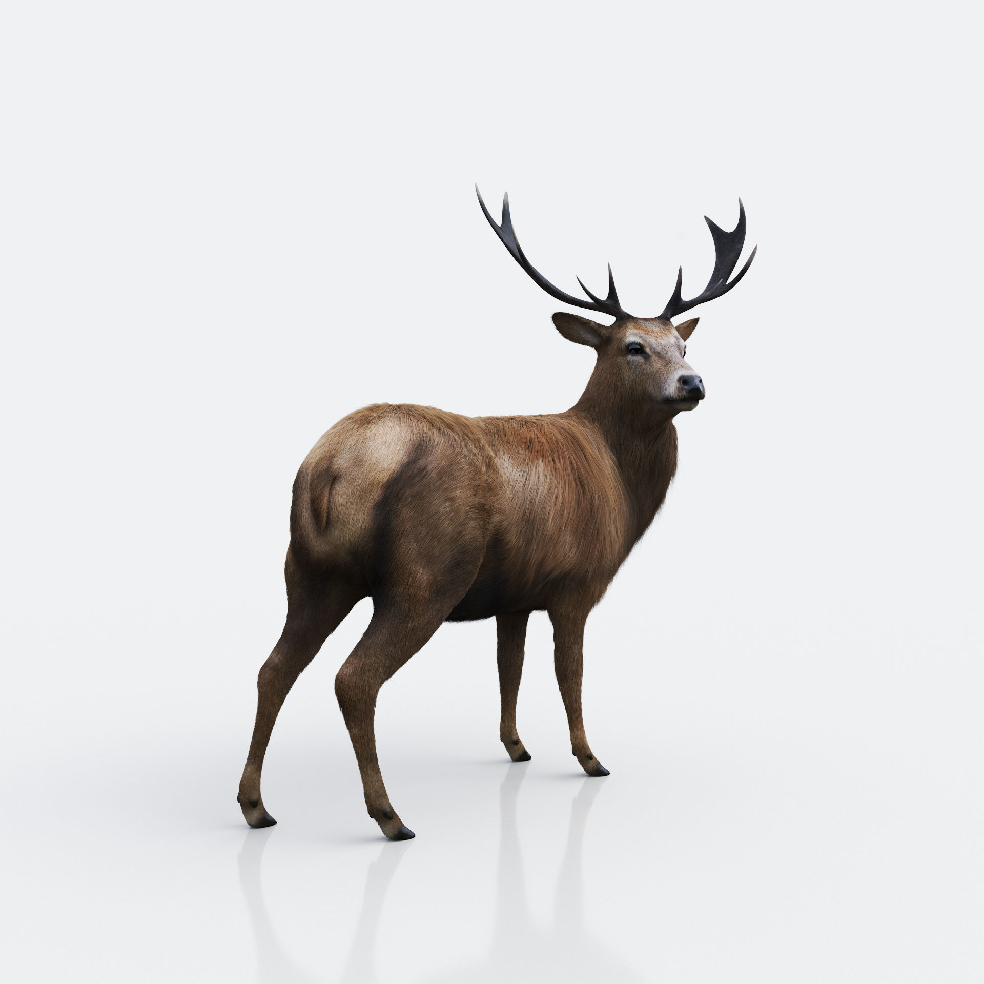The Forest Deer Low-poly 3D model_2