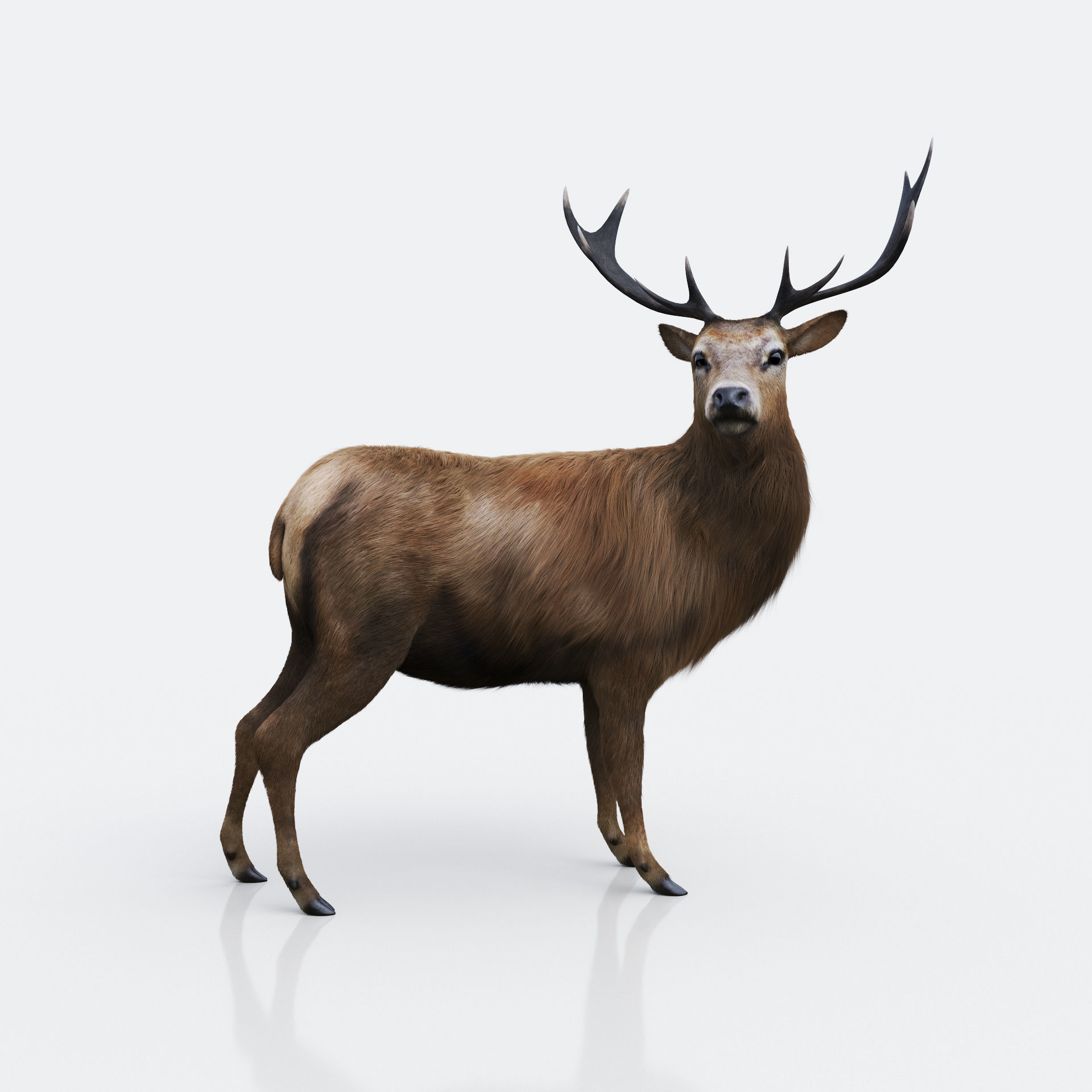The Forest Deer Low-poly 3D model_3