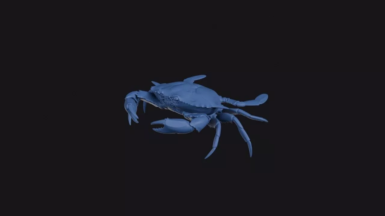 Polybius Holsatus 3D print model