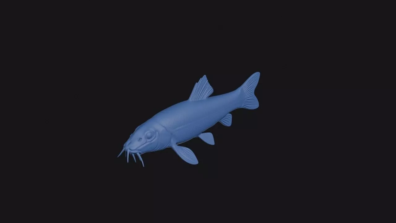 Paracanthocobitis Botia 3D print model