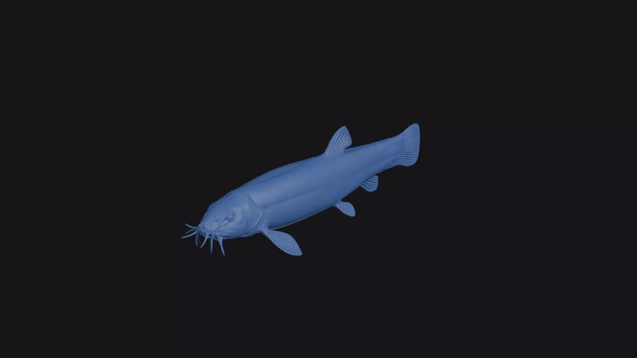 Misgurnus Dabryanus 3D print model