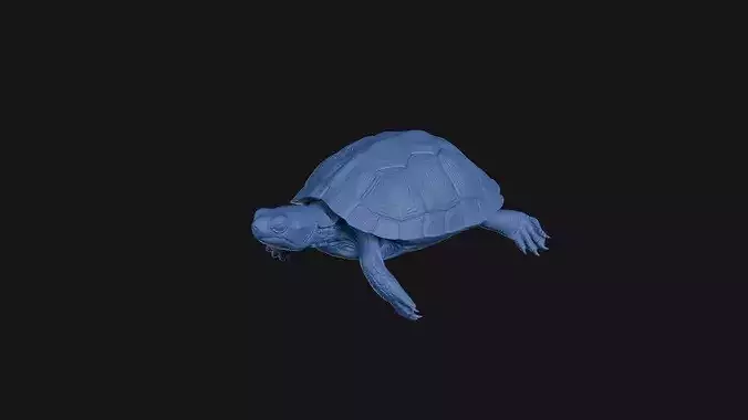 Mekong Snail Eating Turtle