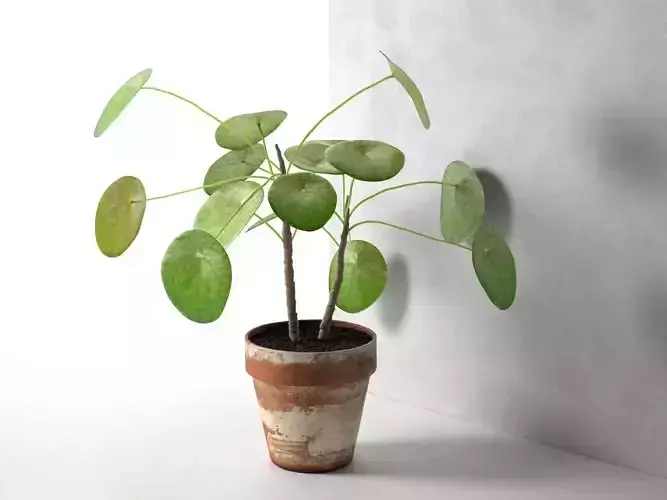 Pilea Peperomioides in Pot