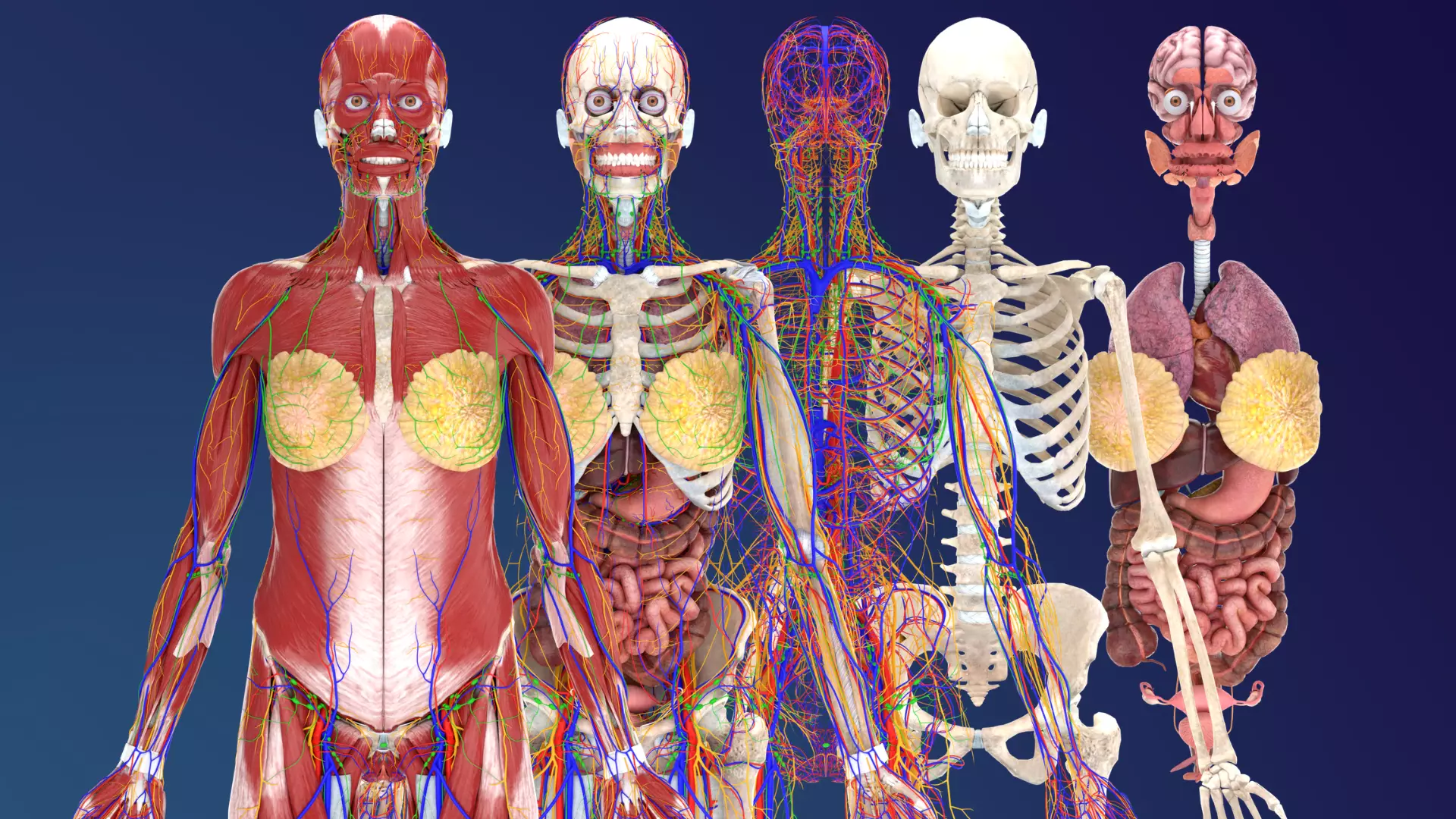 Complete Female Anatomy 3D model