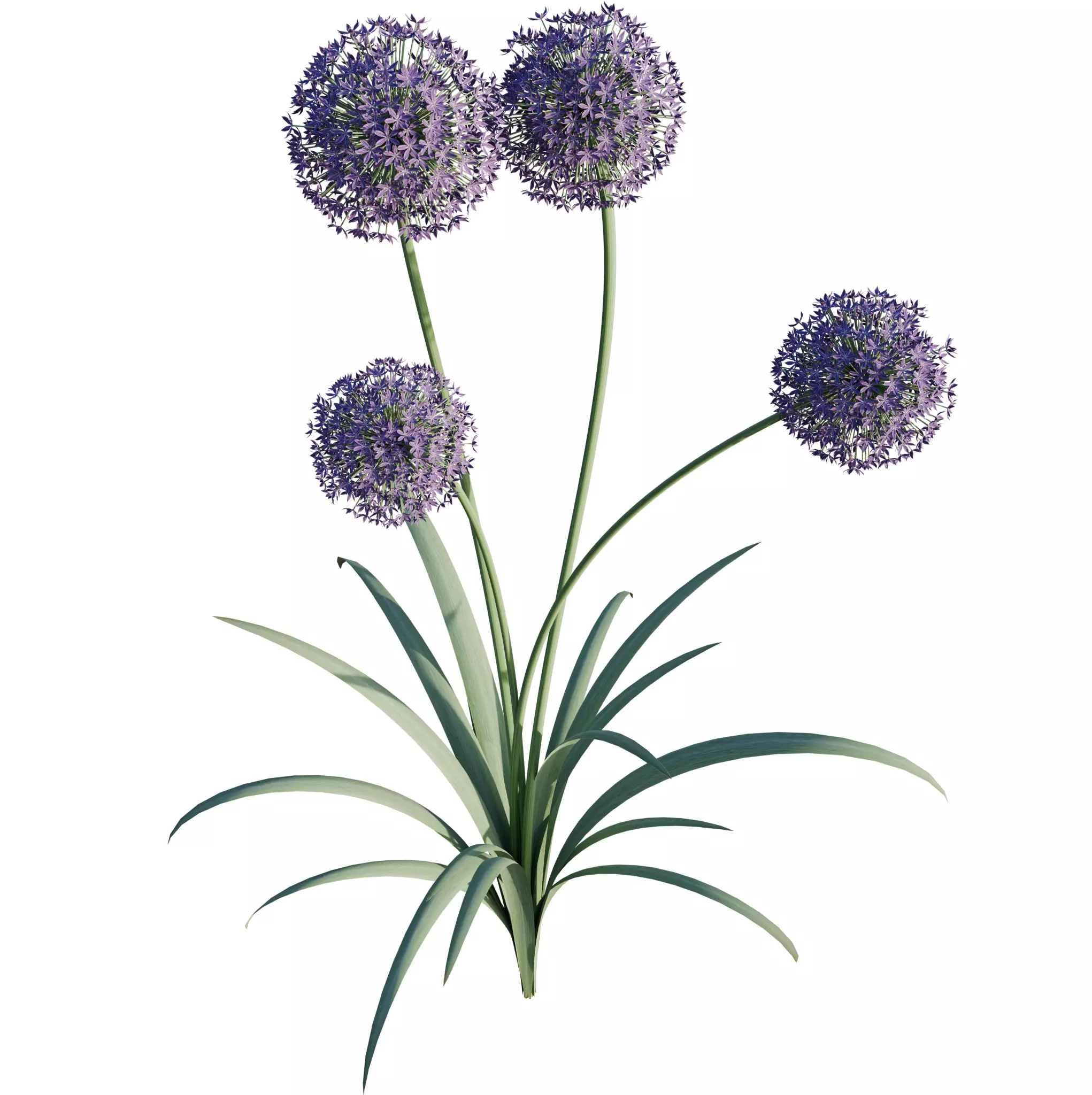 Allium Globemaster Flower 3D model