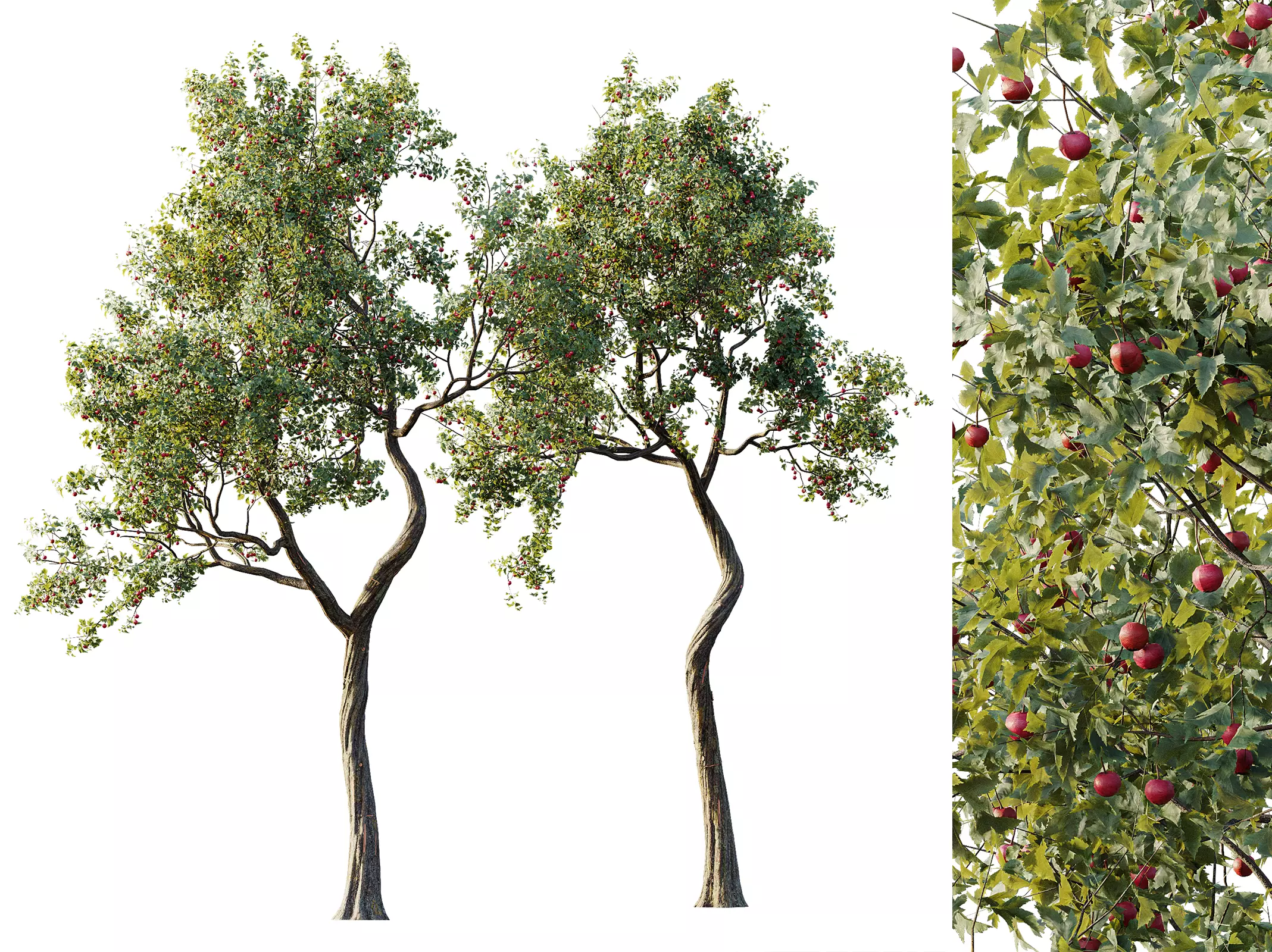 AV Plant Crataegus Pinnatifida Hawthorn Fruit Tree 01 3D model