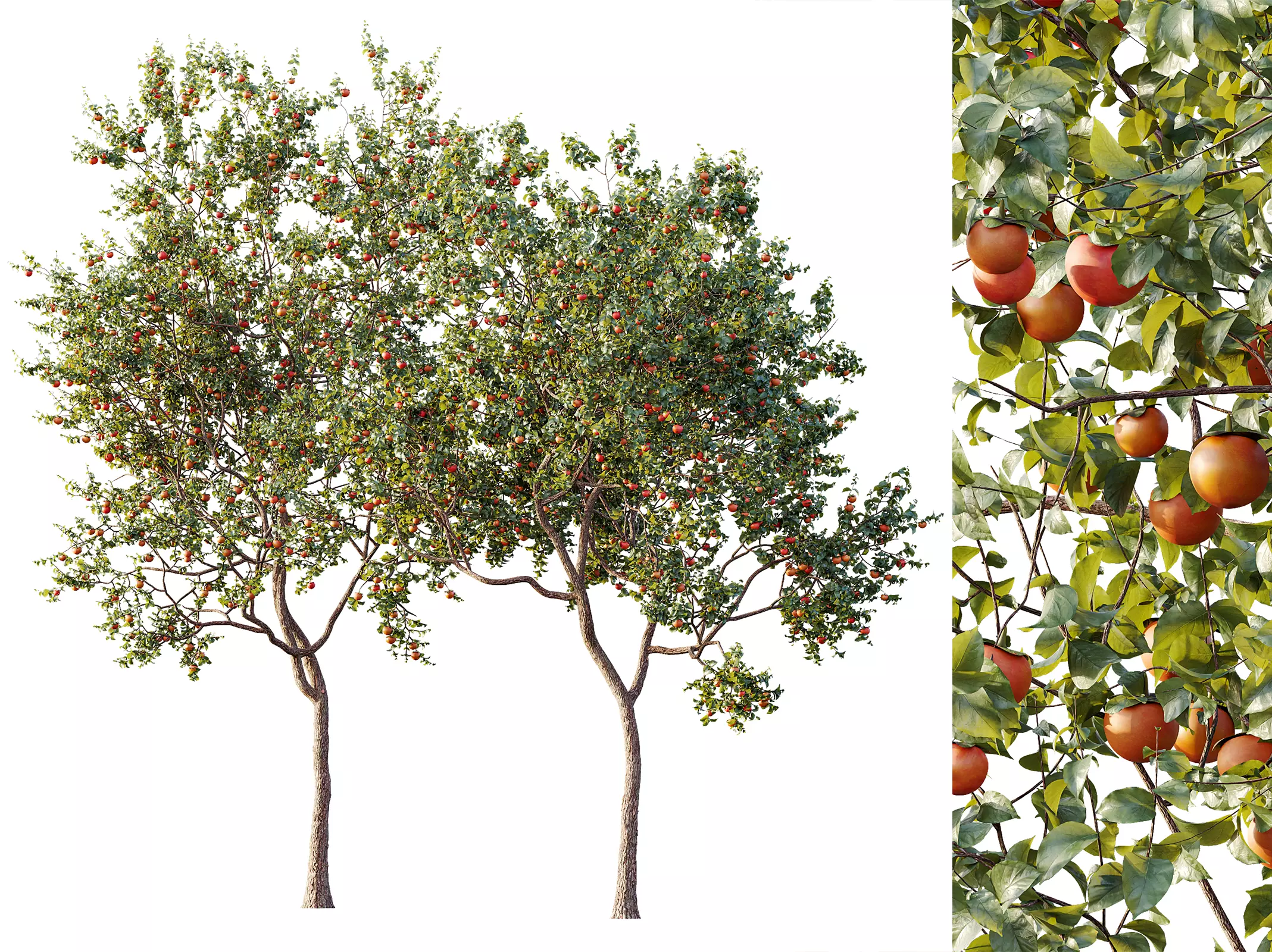 AV Plant Diospyros Kaki Persimmon Fruit Tree 01 3D model