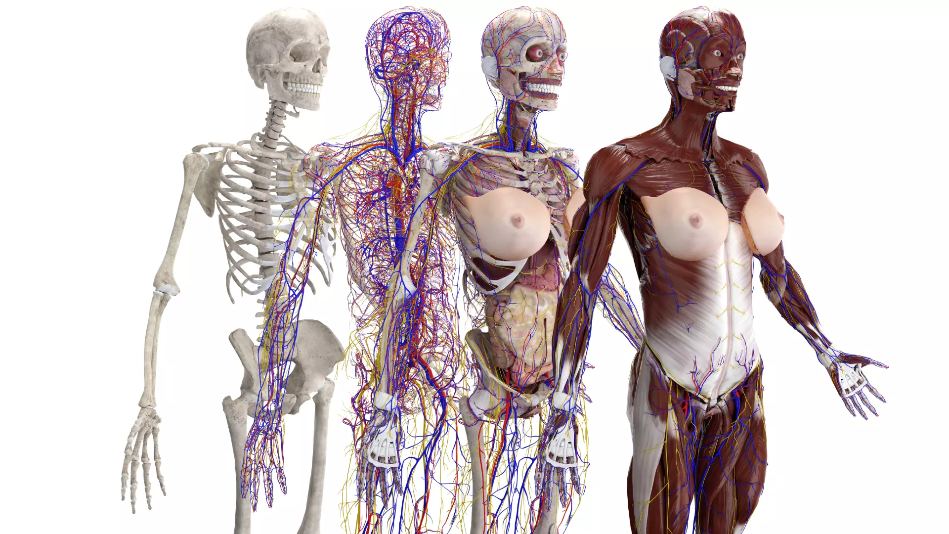 Complete Female Anatomy System 3D model