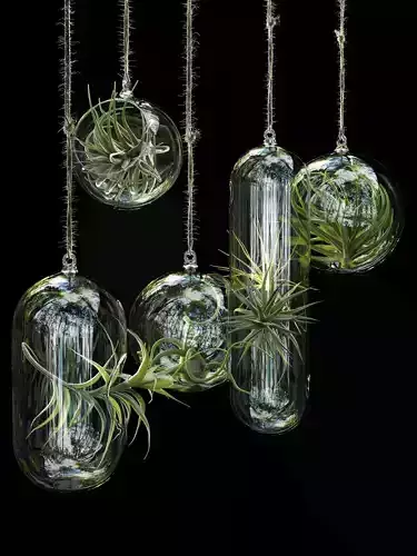 Hanging Air Plants