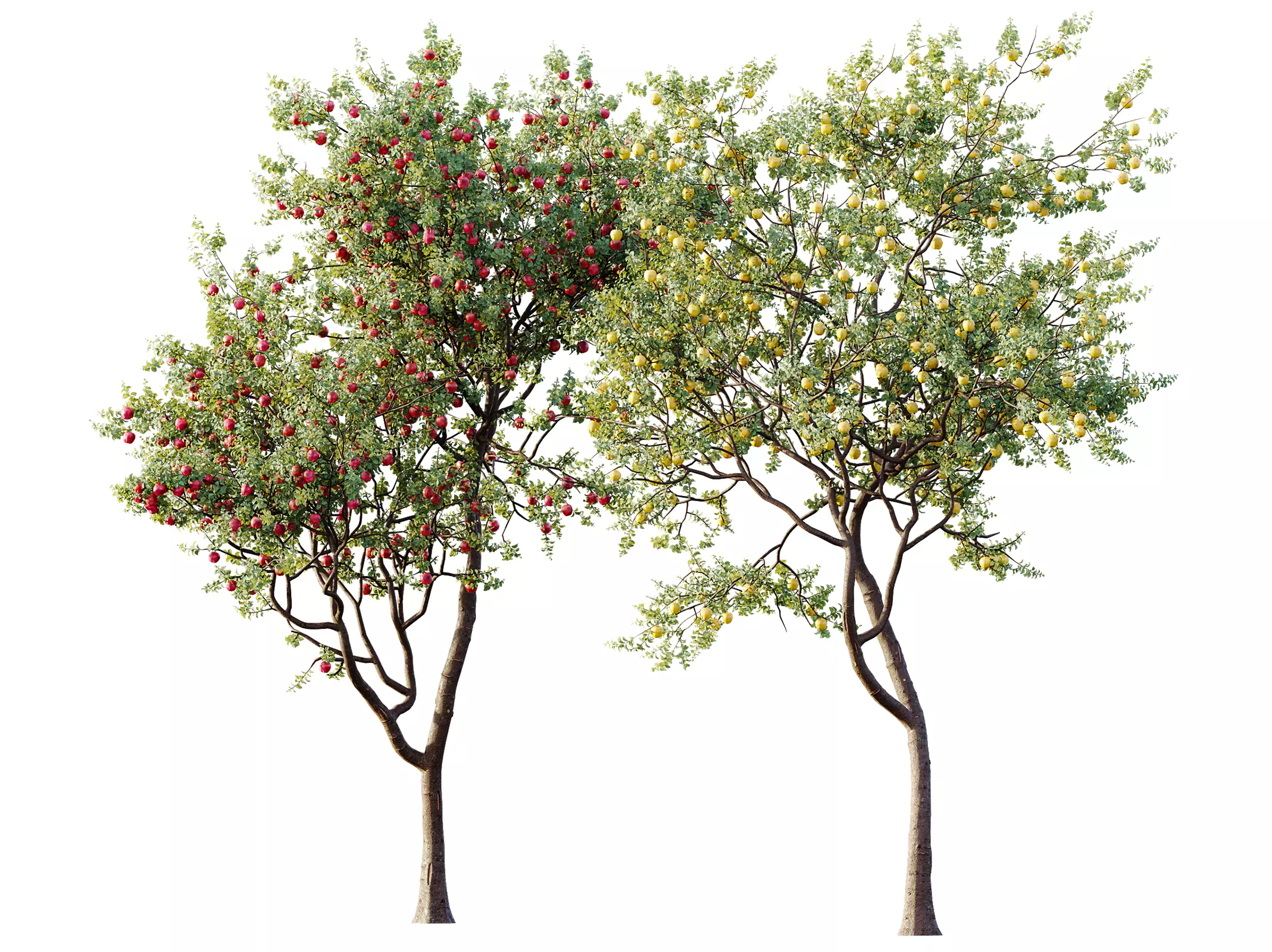 AV Plant Malus Pumila Apple Red Fruit Tree 01 3D model