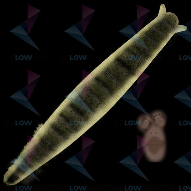 Snake Low-poly 3D model_7