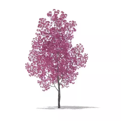 Red Lapacho Tabebuia impetiginosa 2m 4