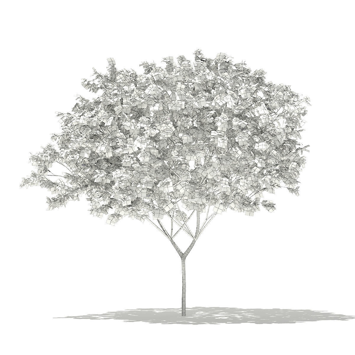 Norway Maple Acer platanoides 8m 3D model_5